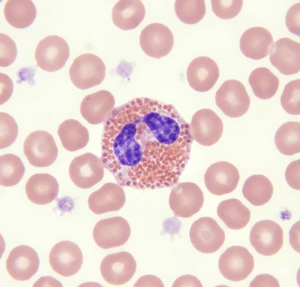 eosinophil