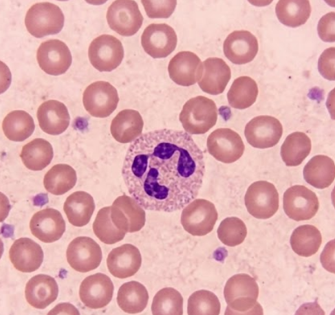 segmented neutrophil